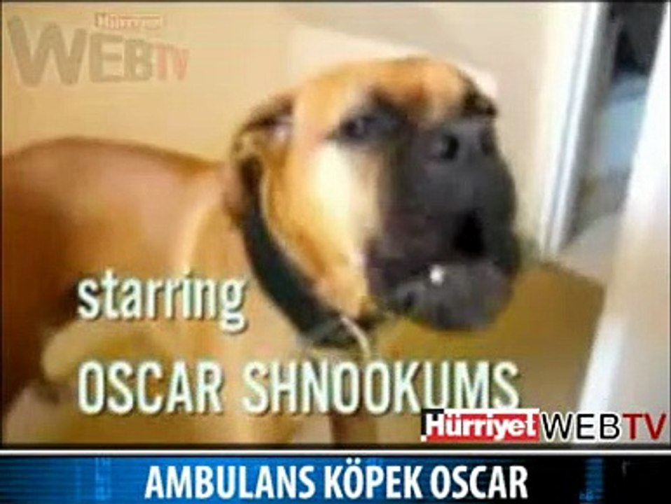 AMBULANS KÖPEK