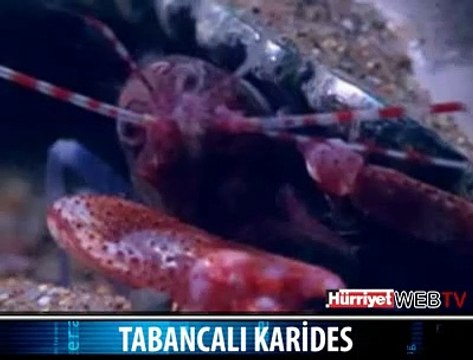TABANCALI KARİDES