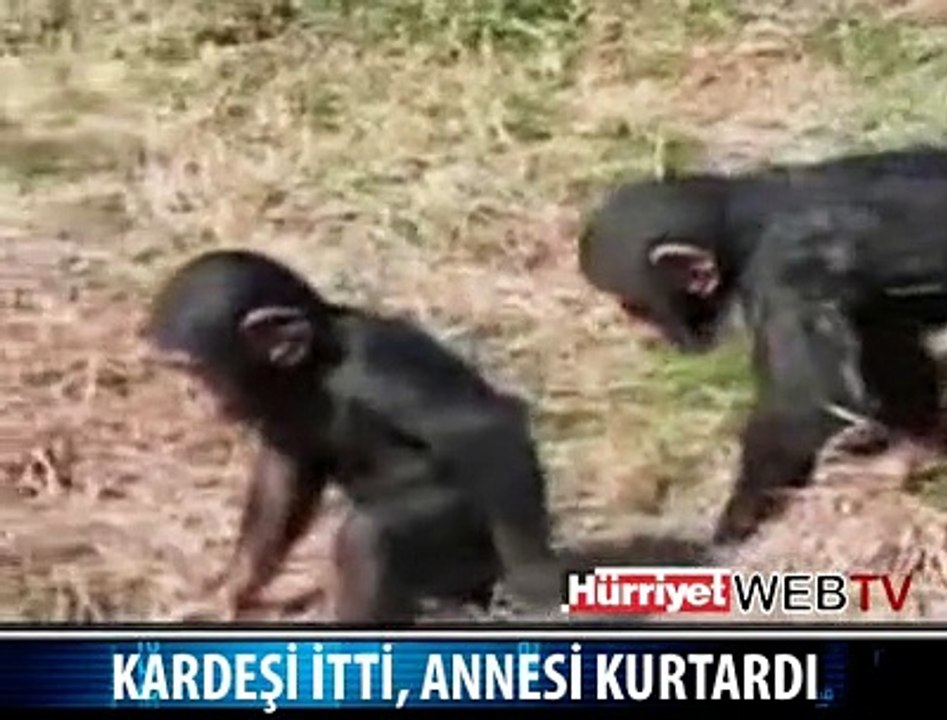 ANNE SEVGİSİ
