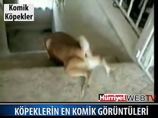 BUNLAR DA KOMİK KÖPEKLER