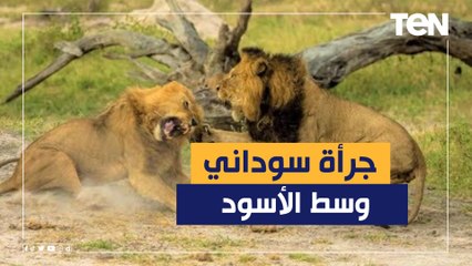 شاهد جرأة عامل سوداني يتجول وسط أسود بحديقة للحياة البرية بالسودان