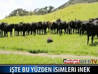 BU İNEKLERİN YAPTIĞINA ÇOK GÜLECEKSİNİZ