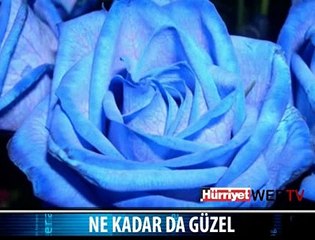 MUHTEŞEM DOĞA FOTOĞRAFLARI