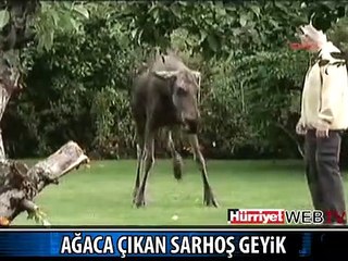 İKİ ELMAYLA SARHOŞ OLDU