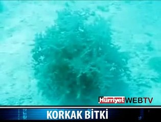 NE GARİP CANLILAR VAR