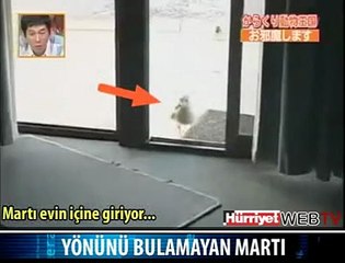 MARTININ KOMİK HİKAYESİ