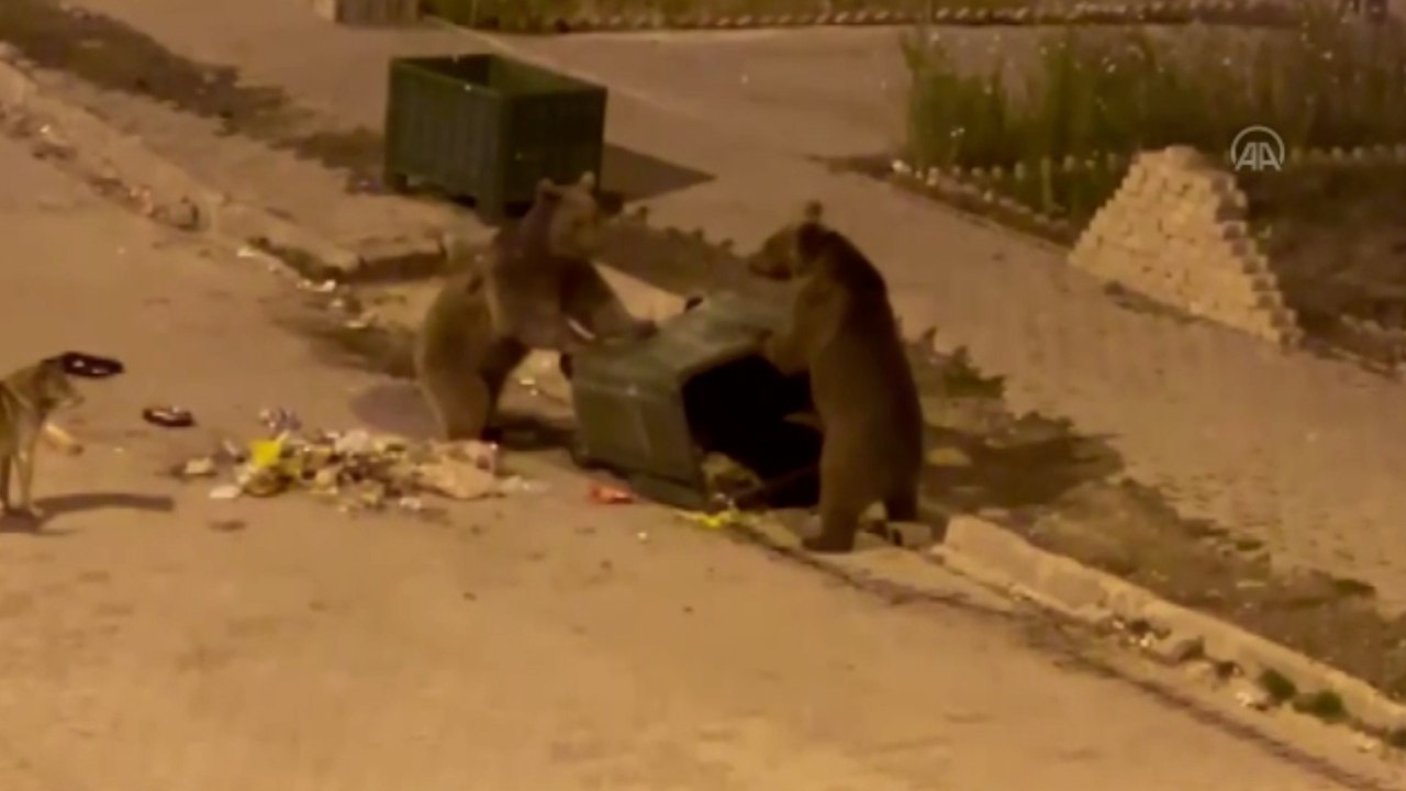 Sarıkamış'ta bozayılar vatandaşları tedirgin ediyor