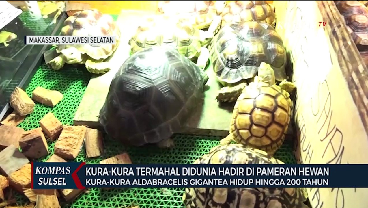 Kura-kura Termahal Di Dunia Turut Meriahkan Animal Land Di Makassar