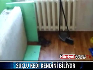 SUÇUNU BİLEN KEDİ