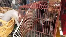 سوق المنصف باي تونس / سوق الحيوانات / الكلاب و القطط