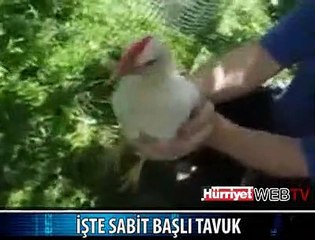BU DA SABİT BAŞLI TAVUK