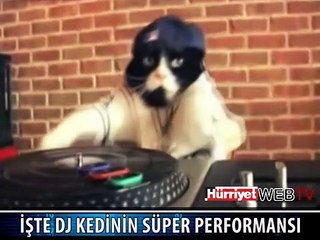 BU KEDİ GENÇLERİN YENİ GÖZDESİ