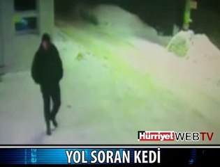 İNANAMAYACAKSINIZ: YOL SORAN KEDİ