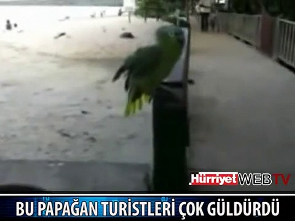 BU PAPAĞAN GÜLMEKTEN KIRIP GEÇİRDİ