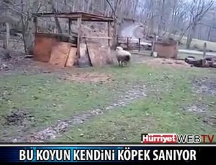 KÖPEKLE KÖPEK OLAN KOYUN