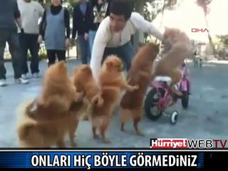BU KÖPEKLERE HAYRAN KALACAKSINIZ