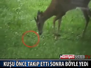 GEYİK KUŞU BÖYLE YEDİ..!!