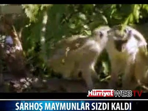 SARHOŞ MAYMUNLAR MAYMUN OLDU