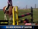 BU İNEK KENDİNİ AT SANIYOR