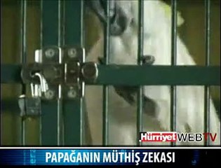 PAPAĞANIN MÜTHİŞ ZEKASI