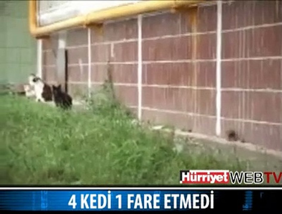 1 FARE 4 KEDİYE KAFA TUTTU