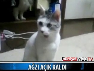 KOCASINI BAŞKASIYLA BASAN KEDİ