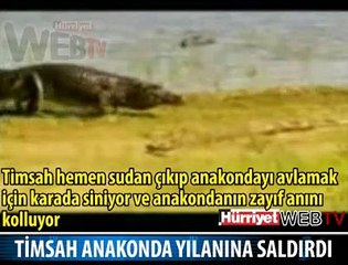 TİMSAH ANAKONDA AVINDA