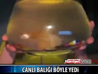 BALIĞI CANLI CANLI YİYEN KIZ