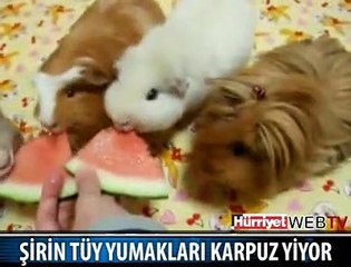 KARPUZ YİYEN HAMSTERLAR