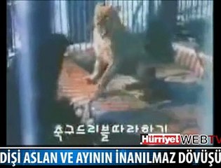AYI İLE ASLANIN ÖLÜMCÜL KAVGASI