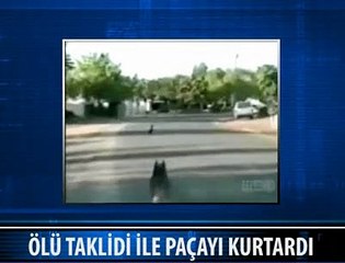 KİMSE APTAL DİYEMEZ