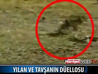 TAVŞAN YILANI BÖYLE PARÇALIYORDU
