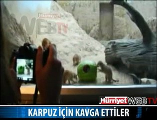 KARPUZ İÇİN KAVGA ETTİLER