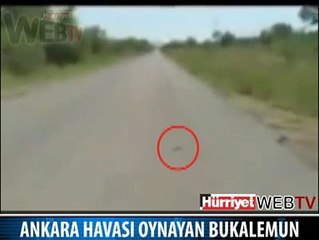 MİSKET OYNAYAN BUKALEMUN
