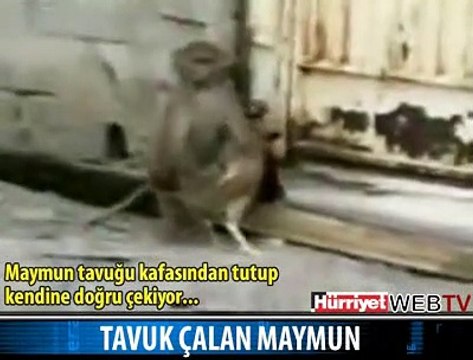 HİÇ TAVUK ÇALAN MAYMUN GÖRDÜNÜZ MÜ