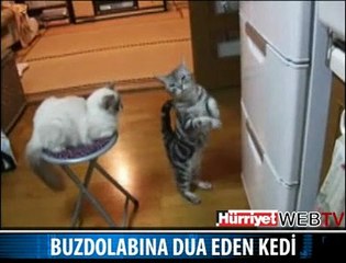 BUZDOLABINA DUA EDEN KEDİ