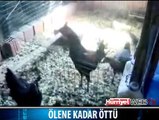 BOĞULANA KADAR ÖTEN HOROZ