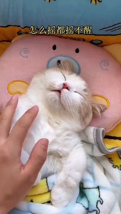 sleeping cat