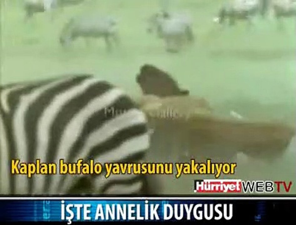 ANNELİK DUYGUSU 1