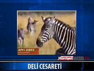 DELİ CESARETİ DİYE BUNA DENİR