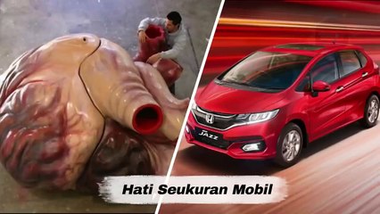 Paus Biru Terbesar di Dunia Dimangsa Orca Si Paus Pembunuh Penguasa Lautan