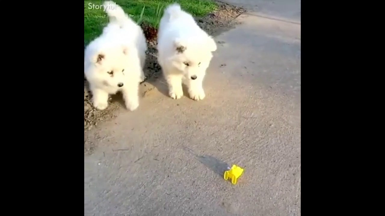 Funny Animal video ......../\