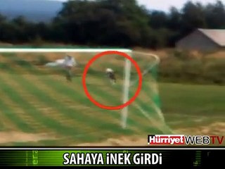 SAHAYA İNEK GİRDİ