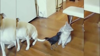 Funny Pet's Reaction fails 2022/Try not to laugh impossible