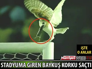 BAYKUŞ KALE DİREĞİNE KONDU