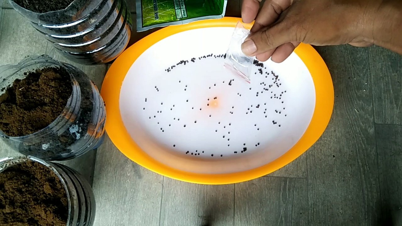 cara paling mudah dan praktis menanam  sayur sawi dengan 2 metode  jadi satu