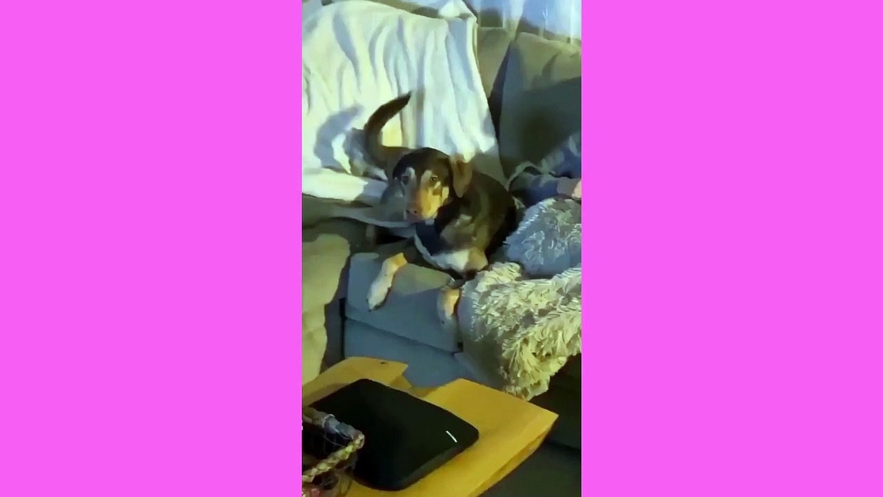 funny cat videos 4