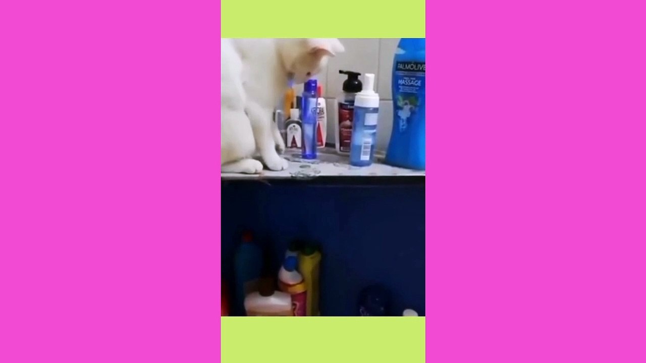 funny cat videos 5