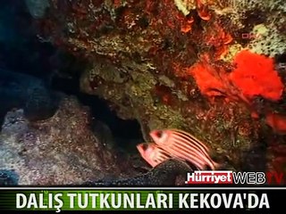 DALIŞ TUTKUNLARI BURADA BULUŞUYOR