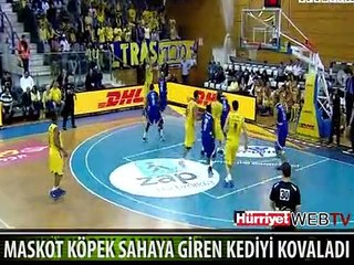 MASKOT KÖPEK SAHAYA GİREN KEDİYİ KOVALADI